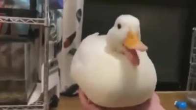 D U C K