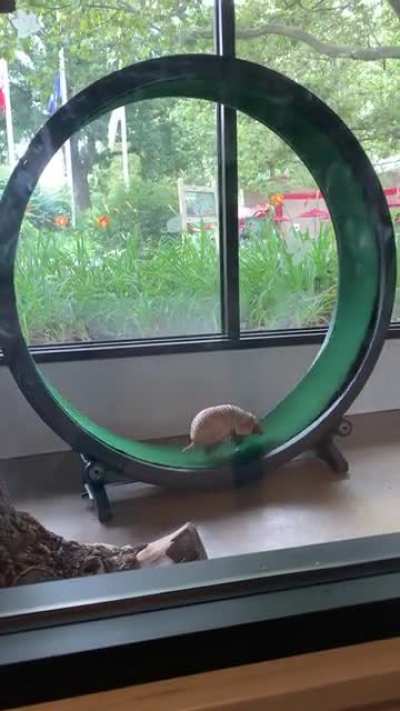 Awwmadillo workout