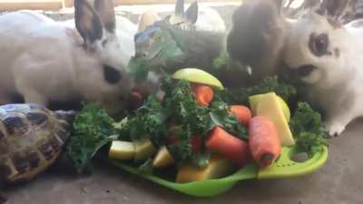 Just rabbits having lunch here.