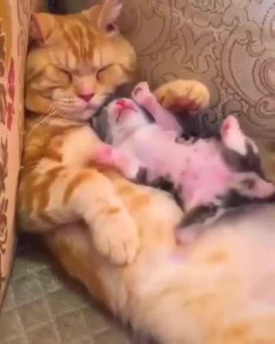 Котики