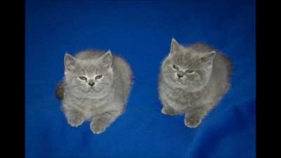 Esto no es un meme. Solo dos gatitos lindos con Bonita m&uacute;sica para olvidarte de todo un rato
