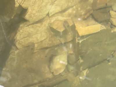 Ikan tebal sisik di dalam sungai berbatu di Selangor