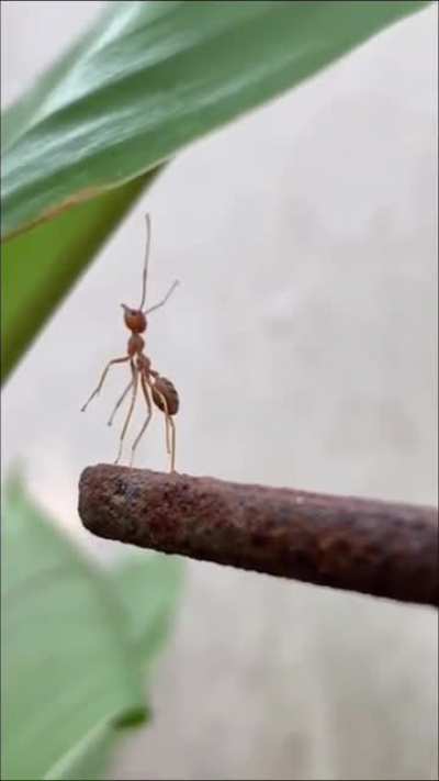 RIP Ant