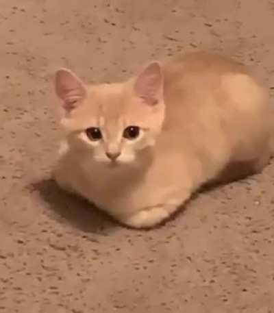 Panesito