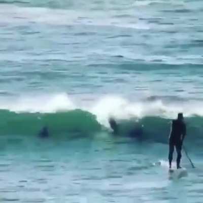 Golfinho &eacute; tudo babaca