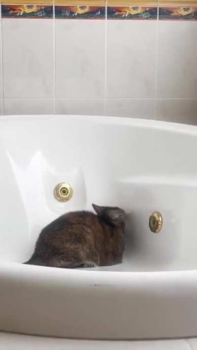 Defending me from greebles while on the toilet