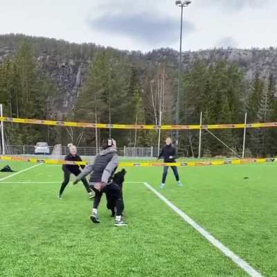 Dog plays volleyball