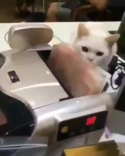 WCGW having a savvy cat