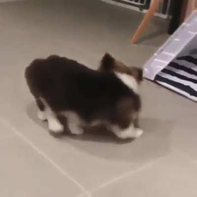 Pupper does the spinarooni