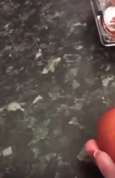 Mum pranks daughter with egg