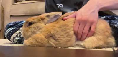 BELLY MASSAGE