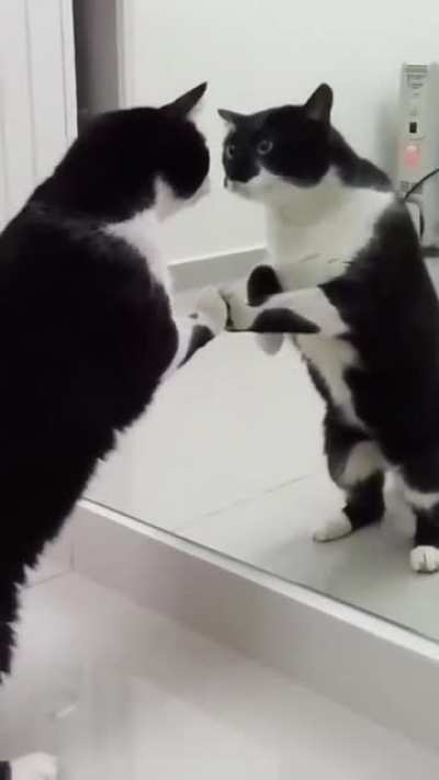 Maybe Mirror Cat