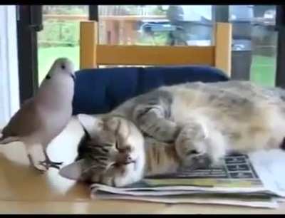 Pigeon vs cat
