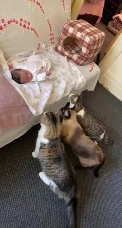 DiSturBing vIsuaLs. A PRIdE oF LiOns TEAR APArt A LiVE HUman BaBY.