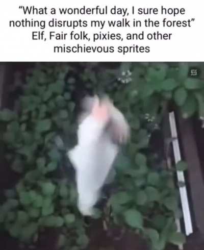 European forests be like