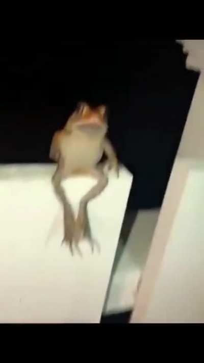 Frog flip
