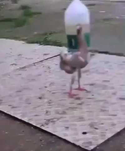 Blursed_Pigeons