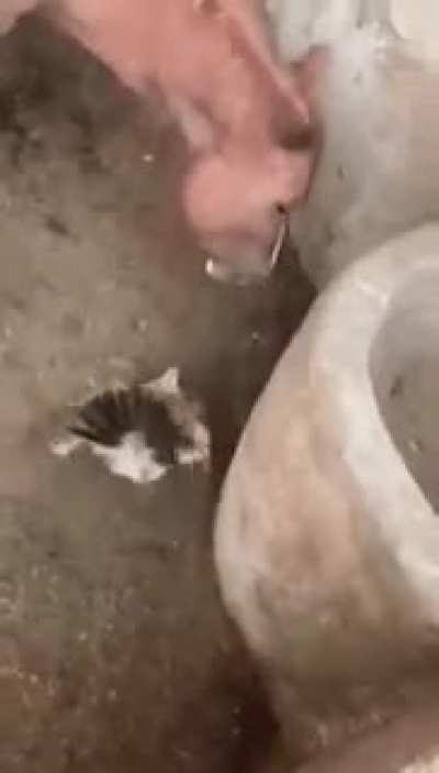 Cursed_horse
