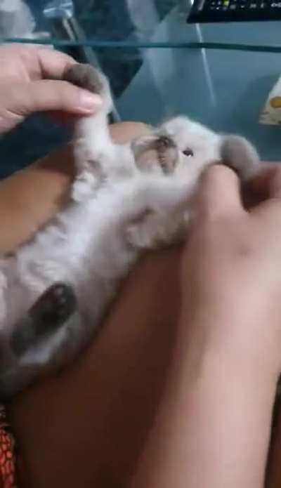 Definitely looks like a make up brush