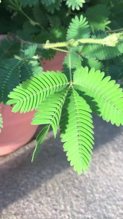 🔥 Sleepy plant, that closes when you touch it
