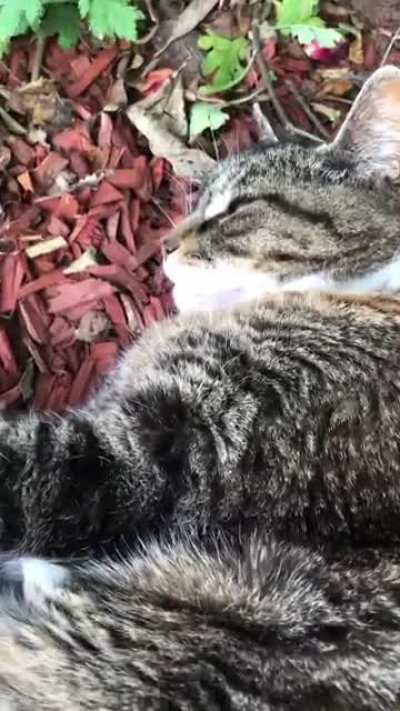 Basil says &ldquo;errgh&rdquo;