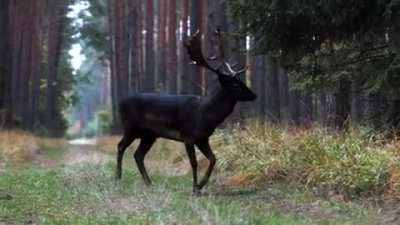 This All-Black Deer