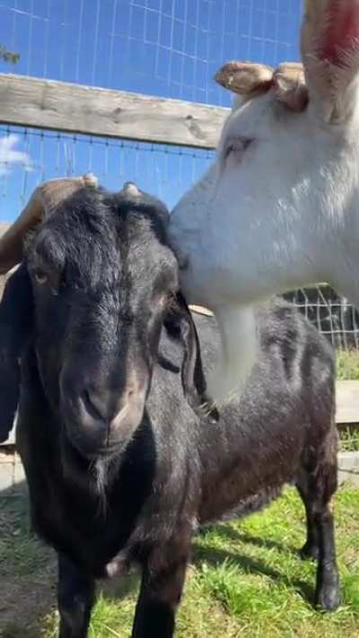 Longfellow and Emerson❤️ These friends were rescued from a severe neglect and hoarding case, and although they may be on the shyer side, they&rsquo;ll gladly accept love from anyone who takes the time for their timid walls to come down. The sweetest best friend