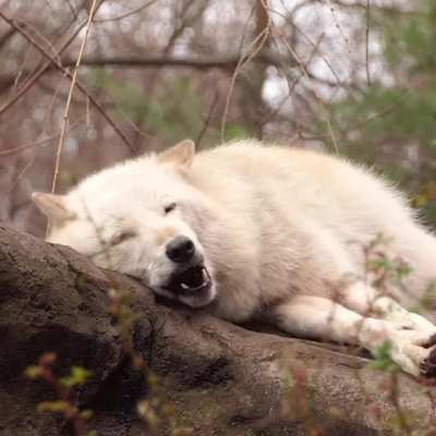 Cozy wolf gives beautiful howls while relaxing
