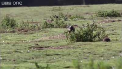 Stoats aren&rsquo;t to be messed with in real life too I guess