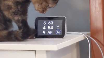 This cat changing the time on this alarm clock.