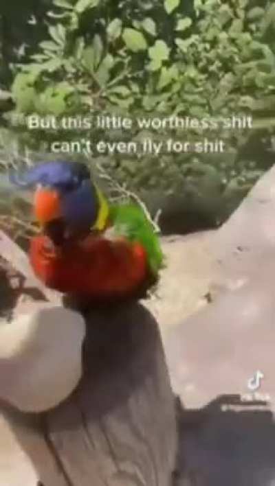 big burd