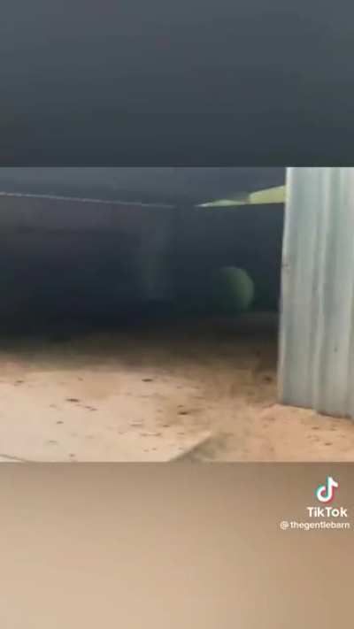 Retrieving a blind cow&rsquo;s favorite exercise ball.