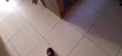 Aggresive fish