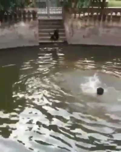 Owner pretends to drown to see how his dog would react