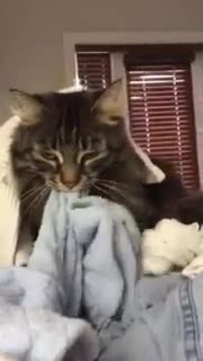 Zoey fluffing up the laundry