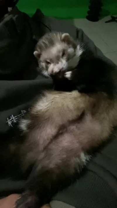 Glitch&rsquo;s Wake Up Routine! Anyone else&rsquo;s noodle do this?