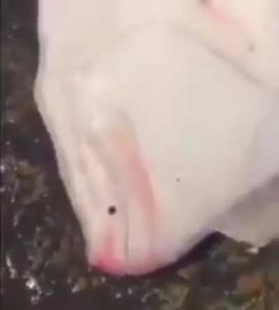 omg wunk has the most mouth of all time... &amp;gt;&amp;gt;THE POST TITLE HAS "SKIBIDI" IN IT NOW&amp;lt;&amp;lt;