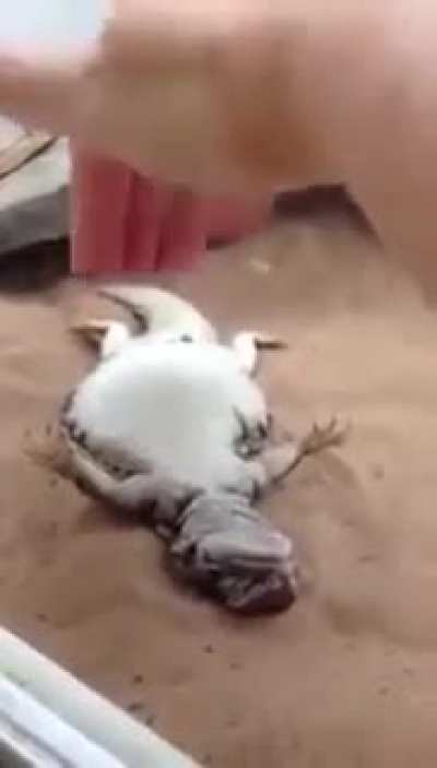 Everyone loves belly rubs
