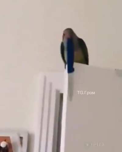 "This is a low-flying parrot attack" - Radiohead