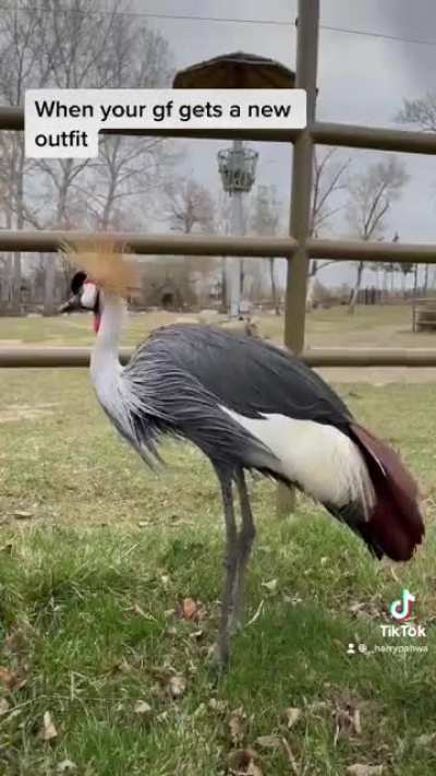When the girlfriend gets a new outfit and wants to show me