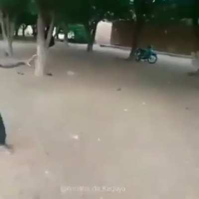 kung fu panda