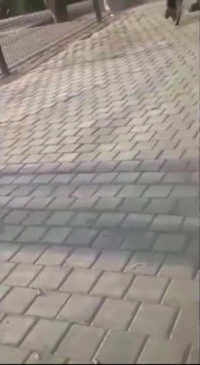 Hitting a Doberman with a branch. Got what he deserved.