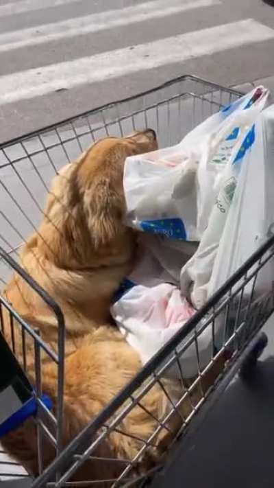 Golden gets a ride
