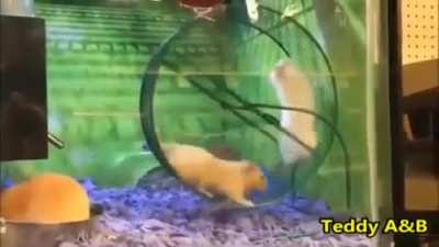 Pera porra!!!