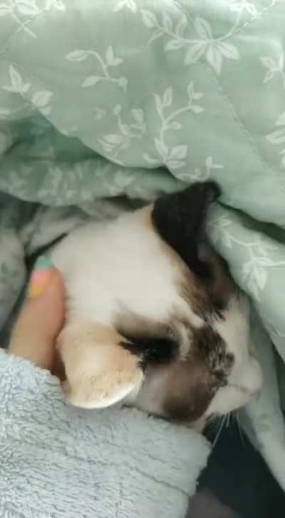 Surprise kitty!