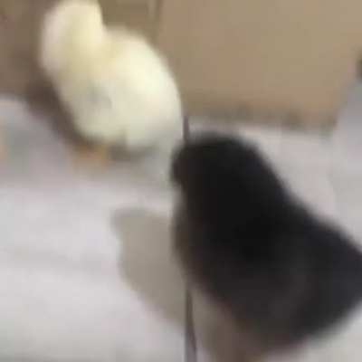 Chicks
