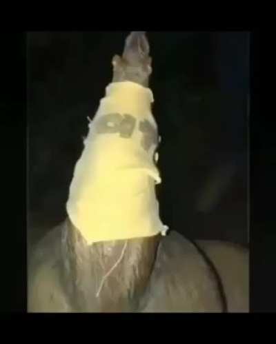 🐀💎