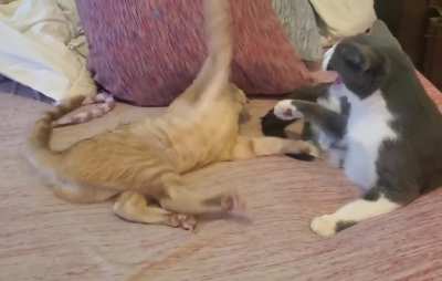 Jack-Jack wins the Battle for the Bed