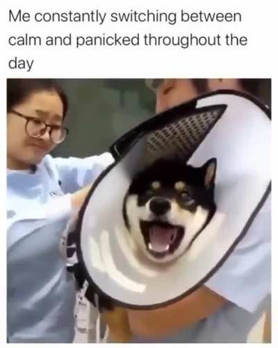 Shiba overreacts