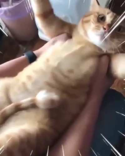 Jiggly cat!!